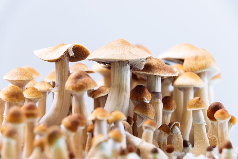 Psychedelic psilocybin mushrooms.