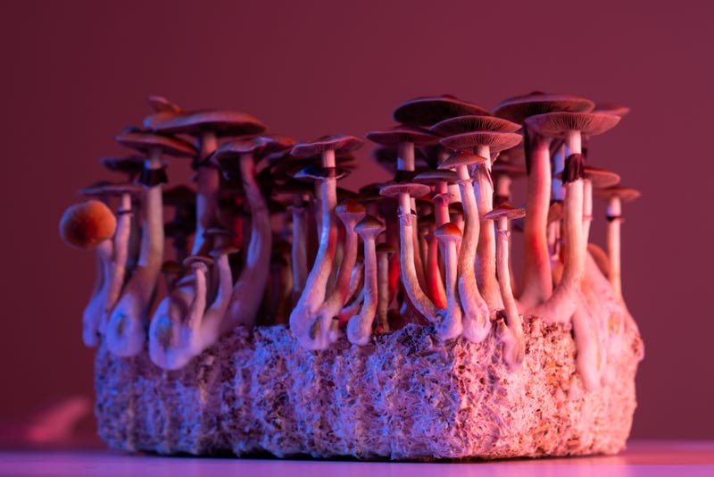 Psylocibin mushrooms