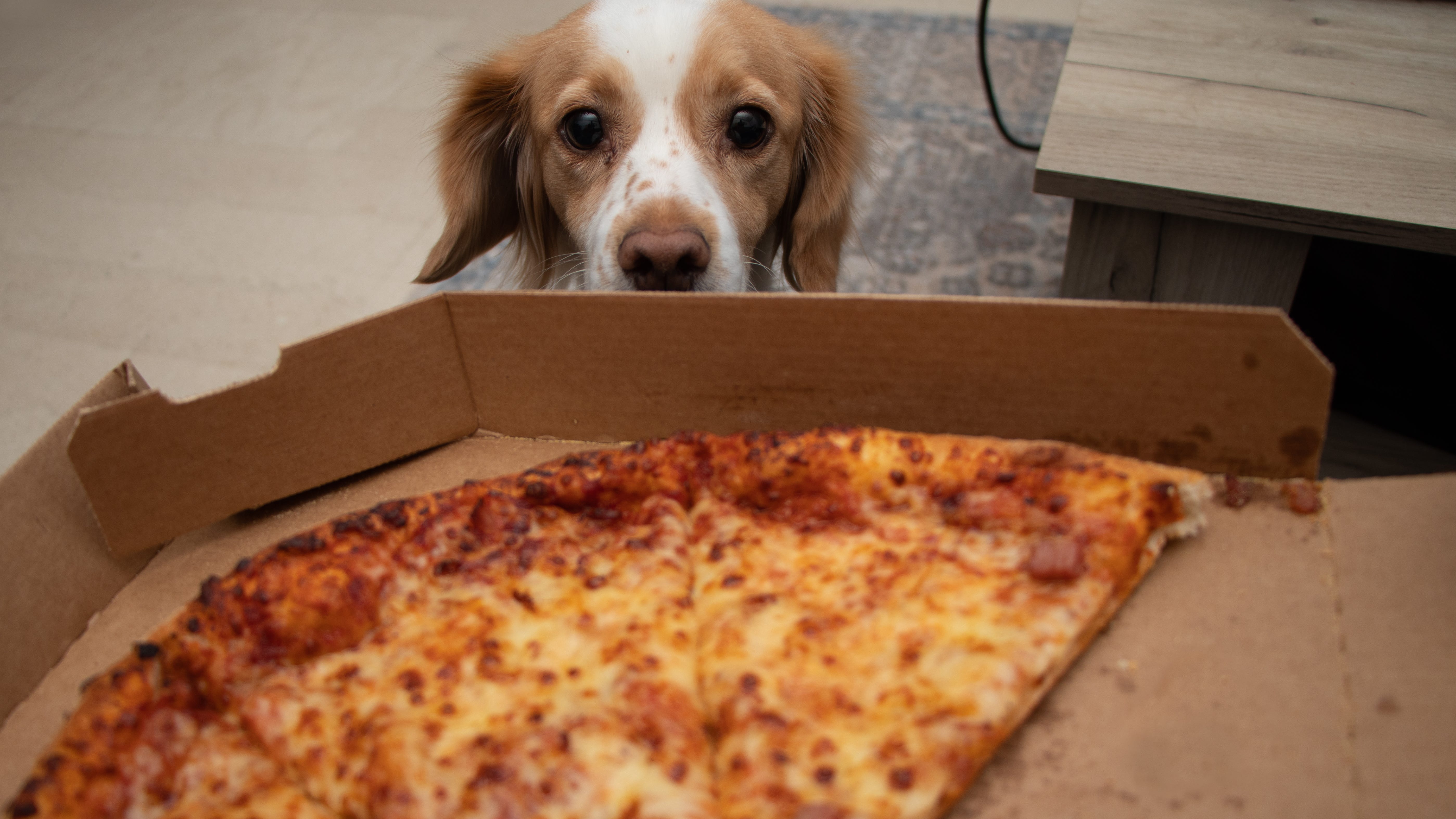 How to keep your pets safe during your Super Bowl party