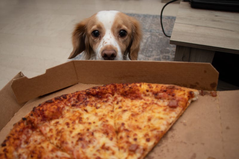 A jealous dog looks up at a pizza.