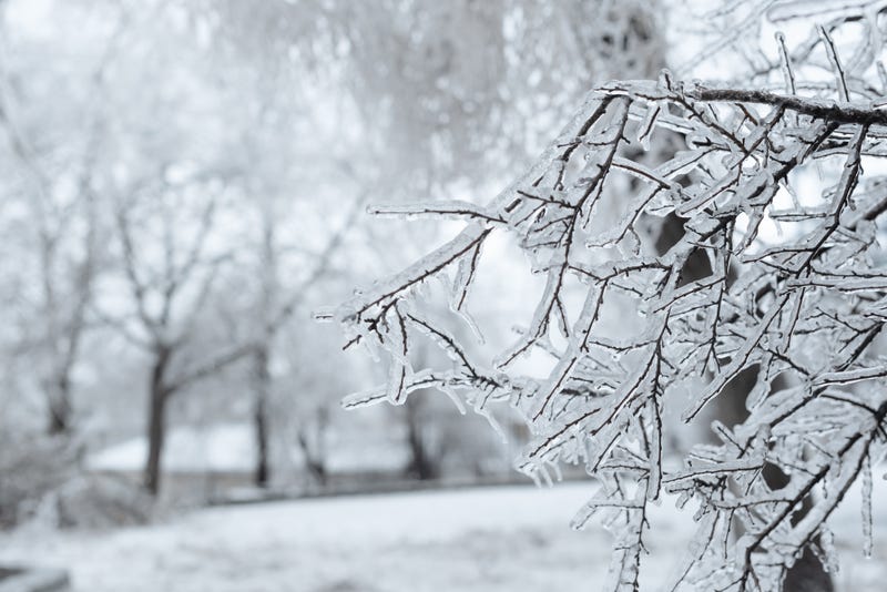 Branches covered with ice after freezing rain. Sparkling ice covered everything after ice storm cyclone. Terrible beauty of nature concept. Winter landscape, scene, postcard. Selective focus.