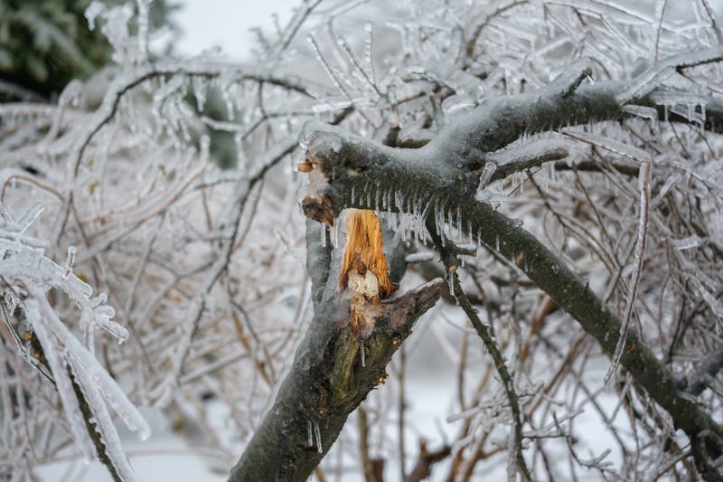 Plano city crews removed 250 downed trees and limbs left from last week's ice storm
