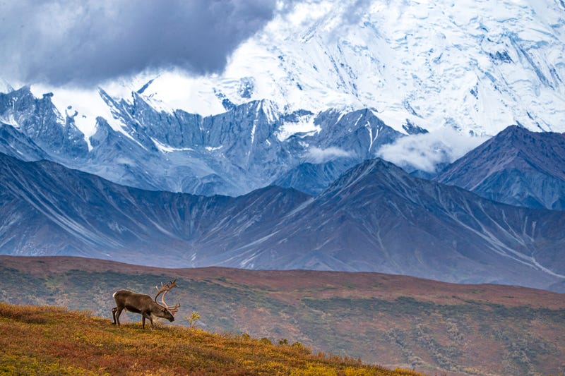 Denali National Park