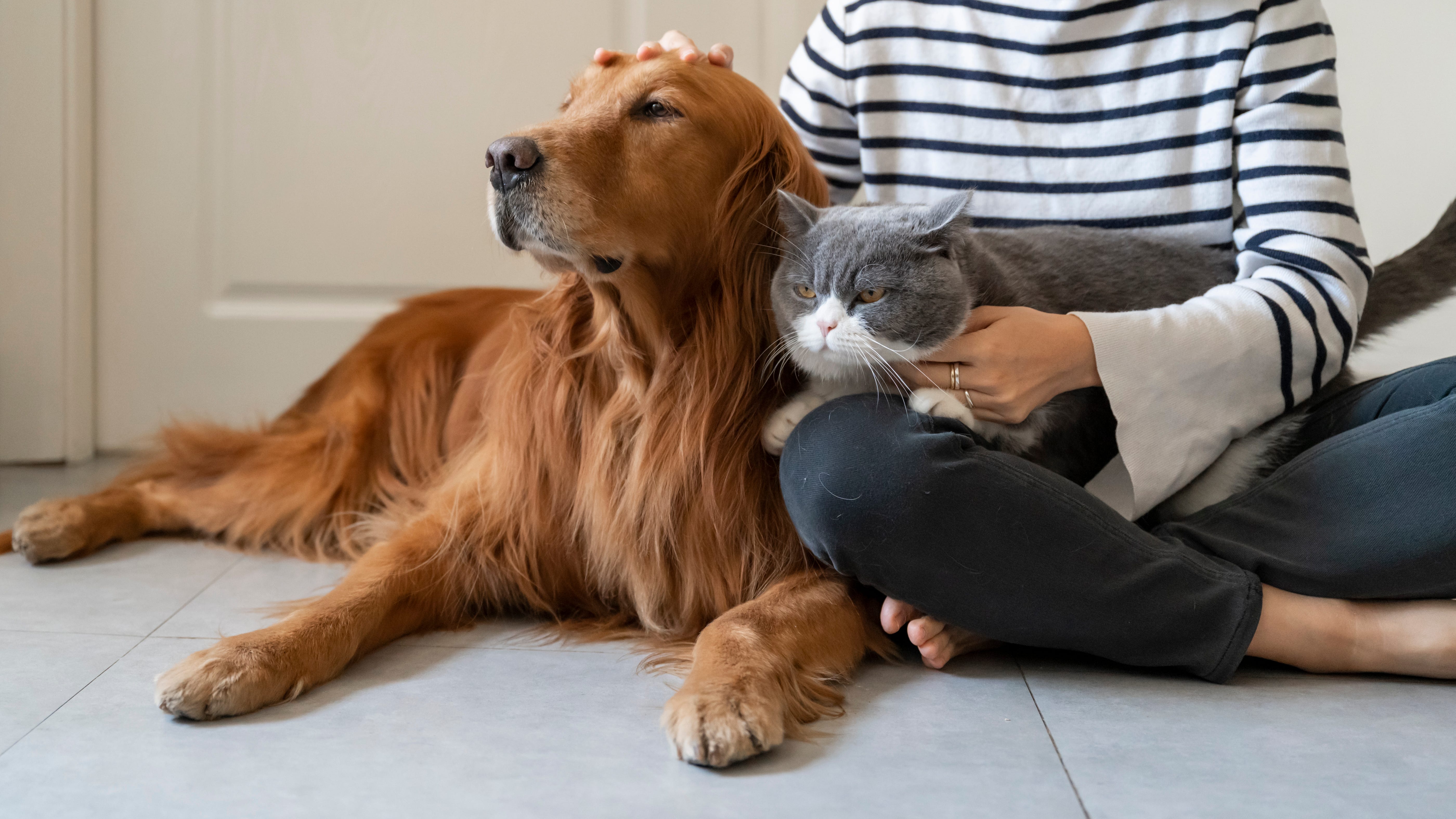 Pet owners urged to keep animals safe during New Year's festivities