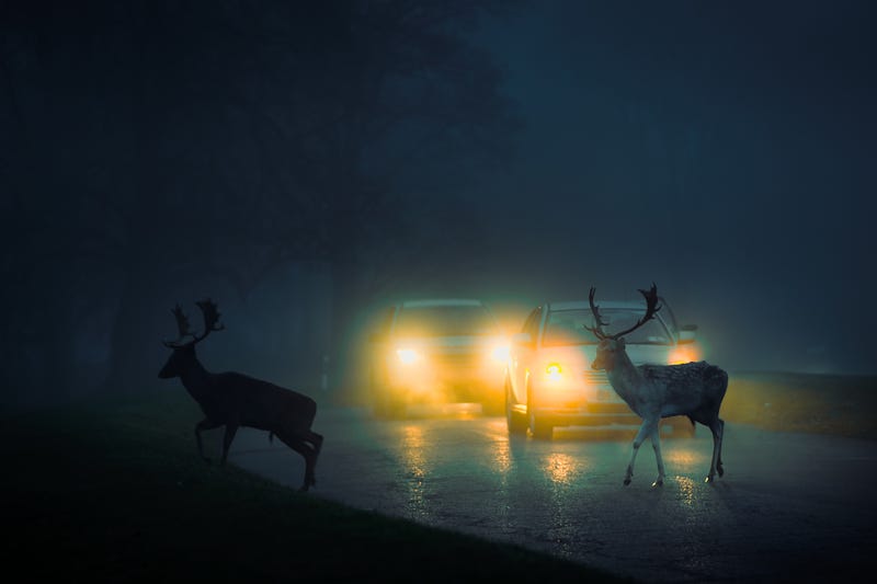 Interstate-280 between San Bruno and Cupertino has been named the deadliest stretch of highway in California for animals.
