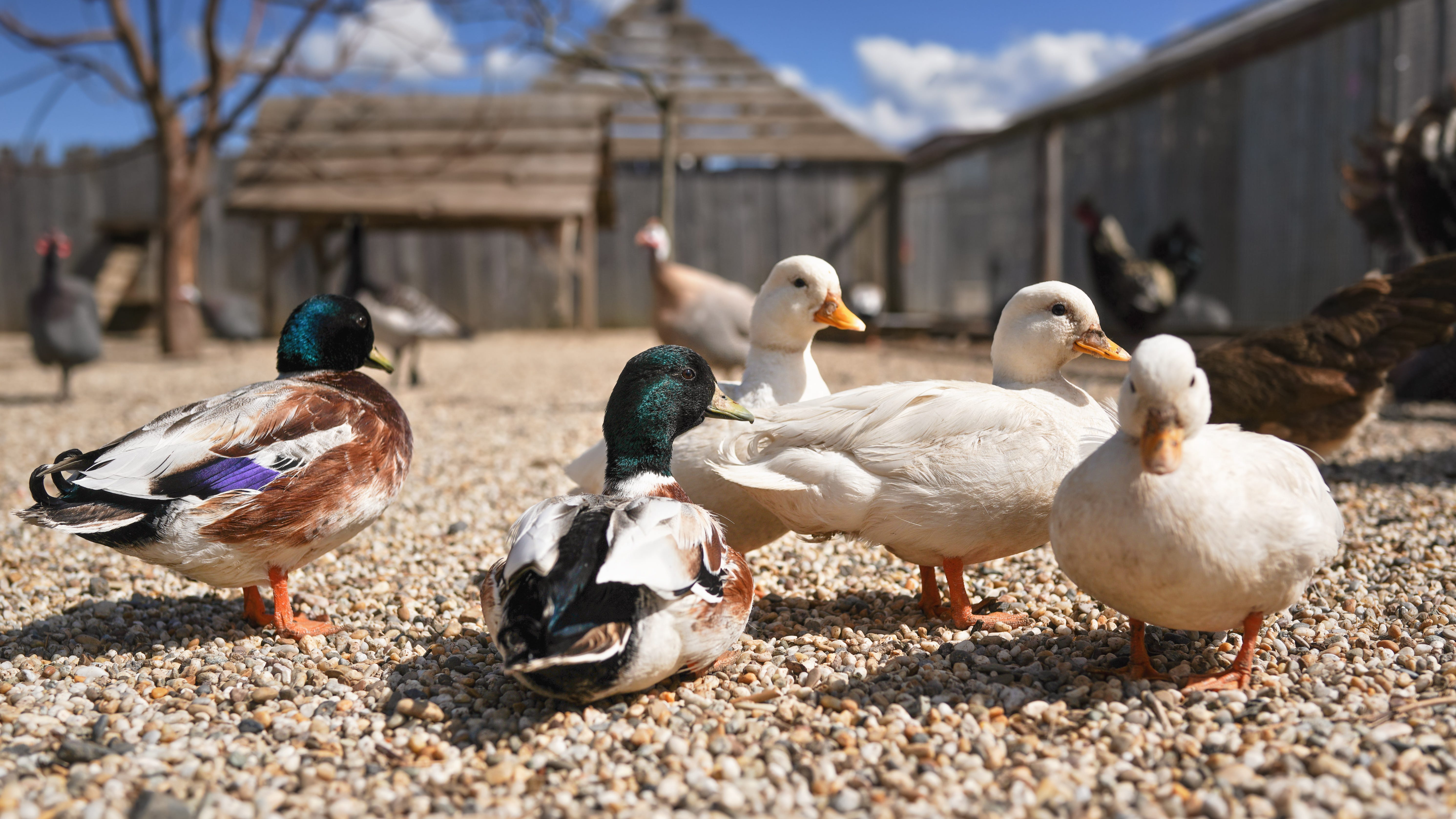 Pet duck leads police to body of murdered missing woman