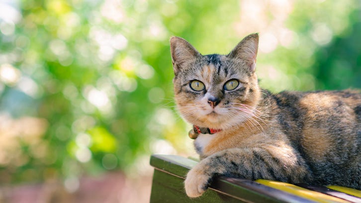 WATCH: Cat jumps from 5th floor of burning building, bounces on grass, walks away