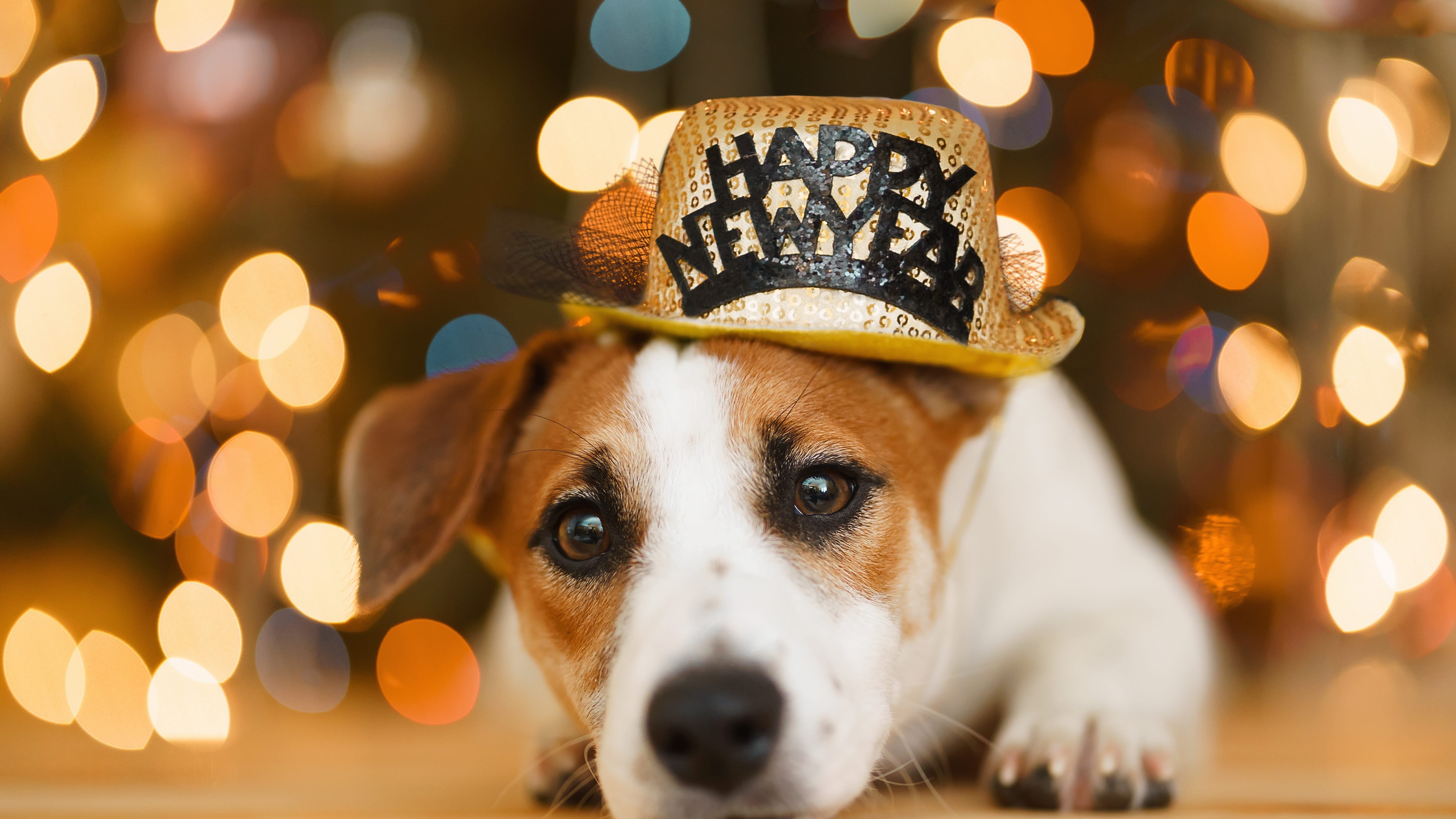 'Come and get your pets': Detroit Animal Care waiving adoption fees over holiday weekend