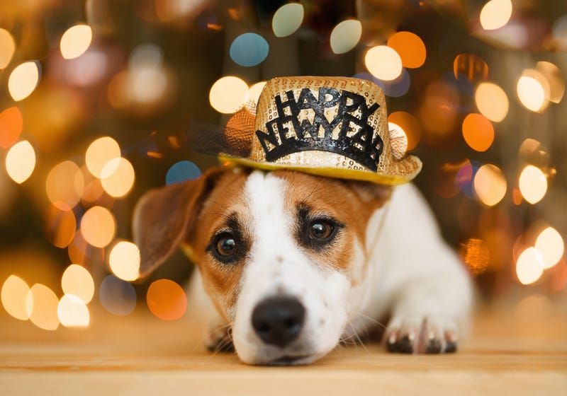 Dog with "Happy New Year" hat
