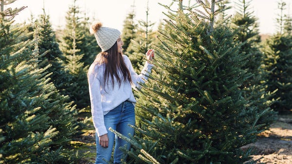Christmas tree prices expected to rise by 15%