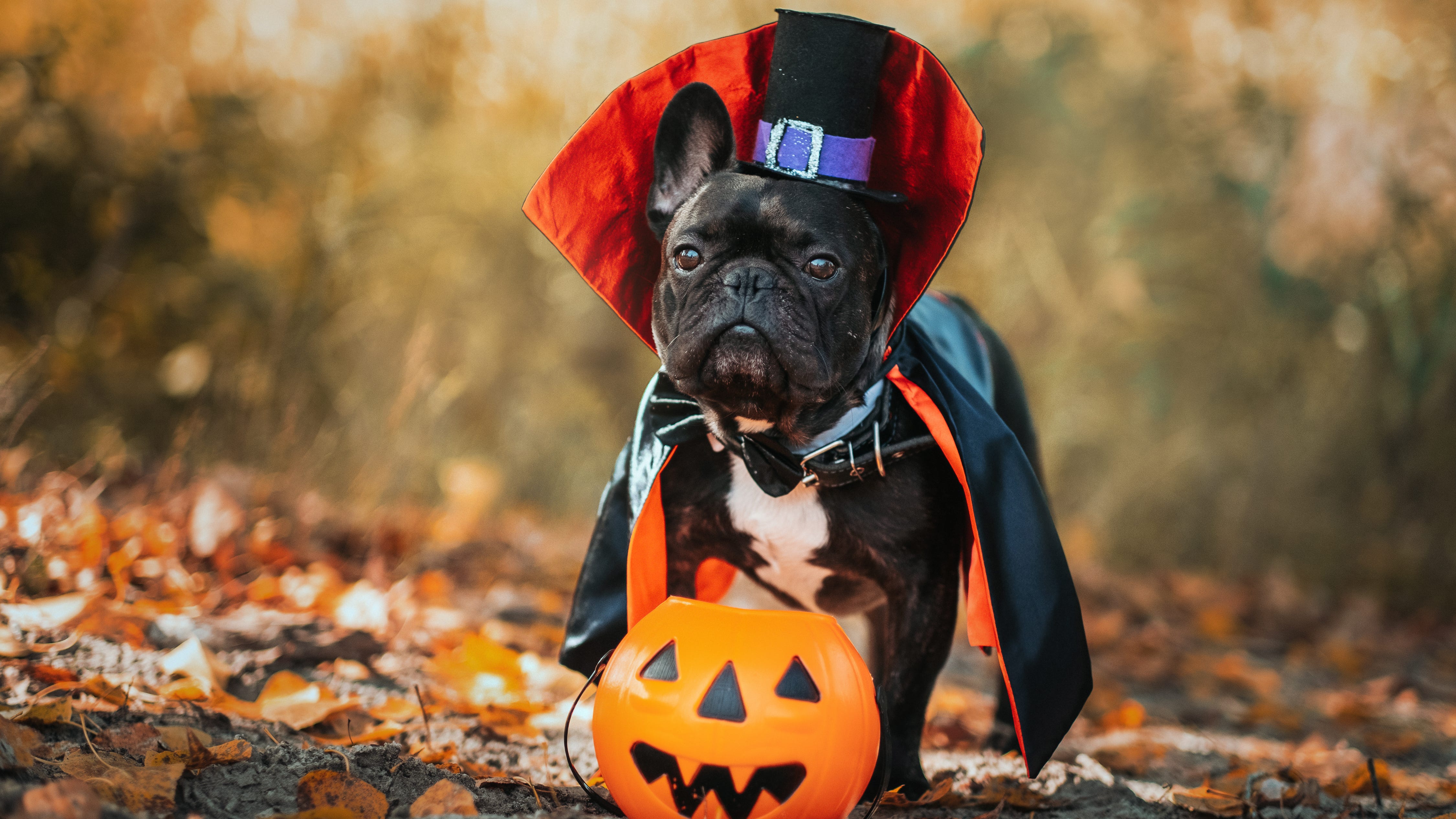 Blackwood animal shelter launches pet costume contest fundraiser