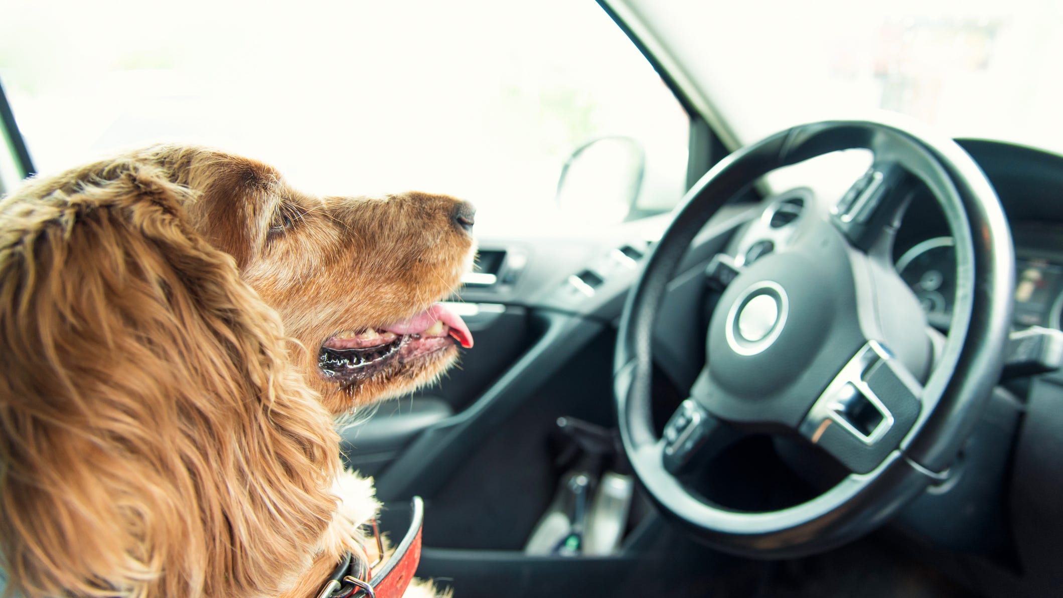 Man caught in DUI tries to quickly swap the driver’s seat with his dog
