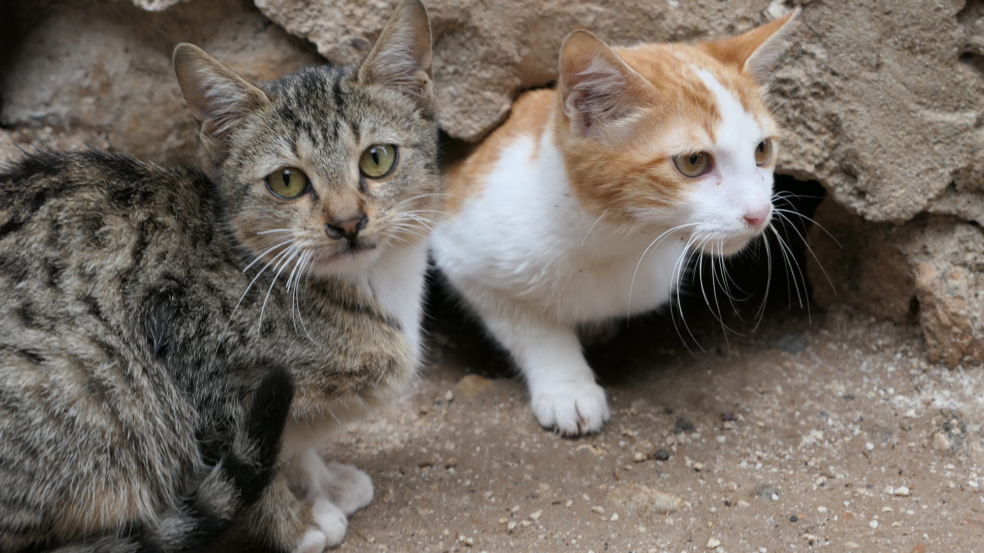 2 stray cats found shot to death at South Philly port, PSPCA says