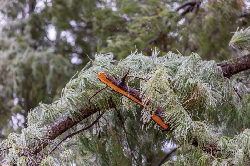 FILE: A tree limb that snapped under the weight of ice.