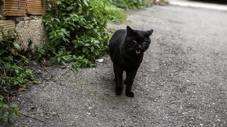 Cat’s persistent meow helps rescuers find trapped 83-year-old woman