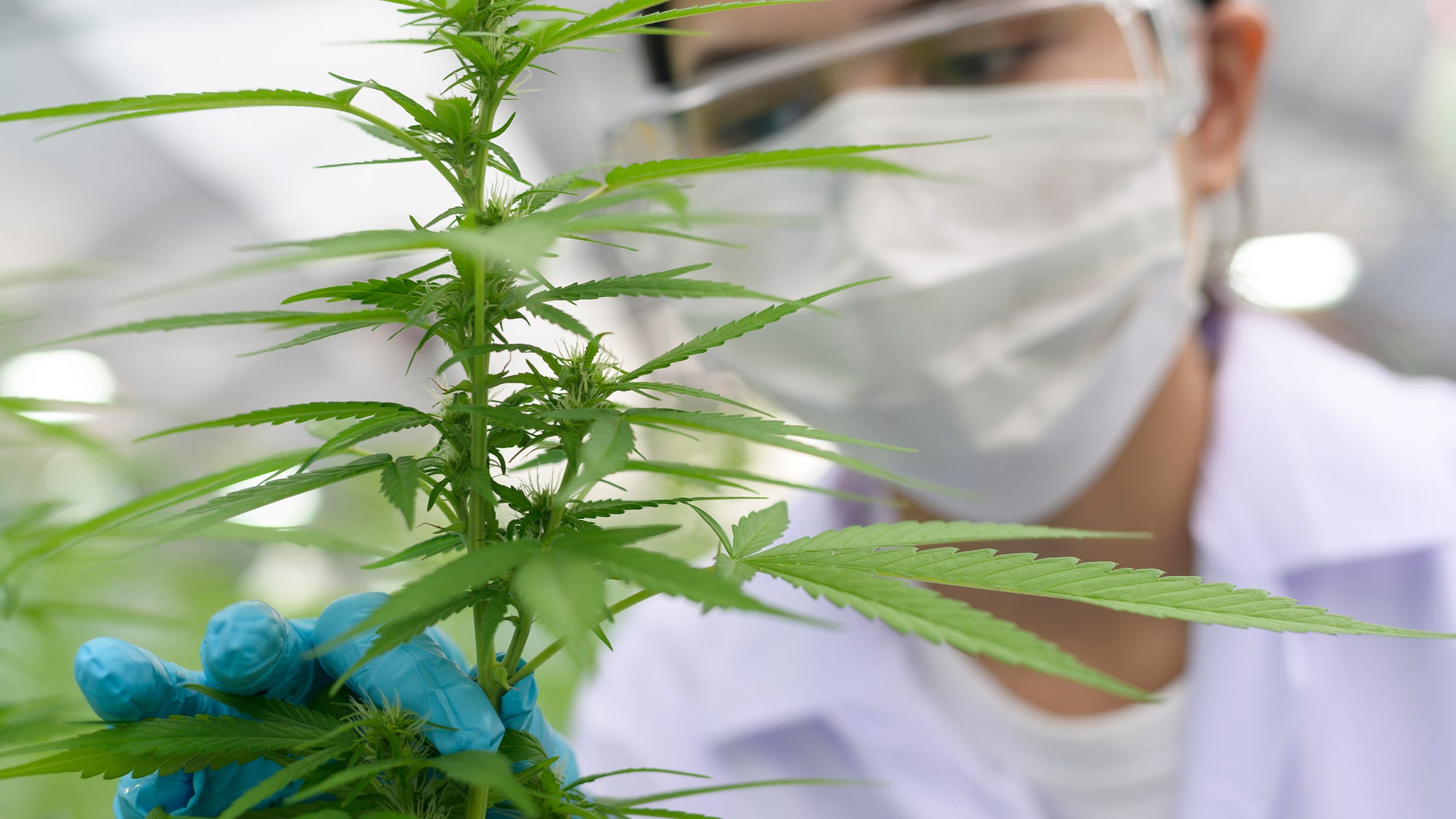 NFL awards $1M to fund cannabis pain research, including at UC San Diego