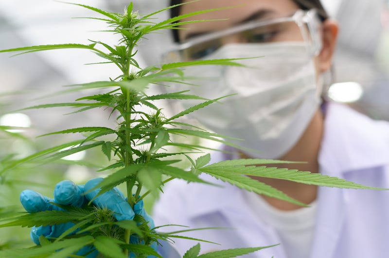 A file photo of a masked woman wearing goggles and inspecting a marijuana plant.