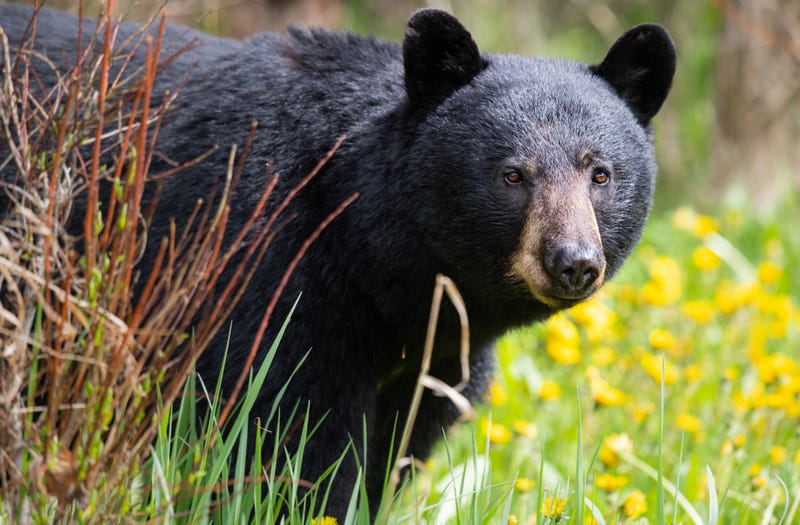 File Photo: Black Bear