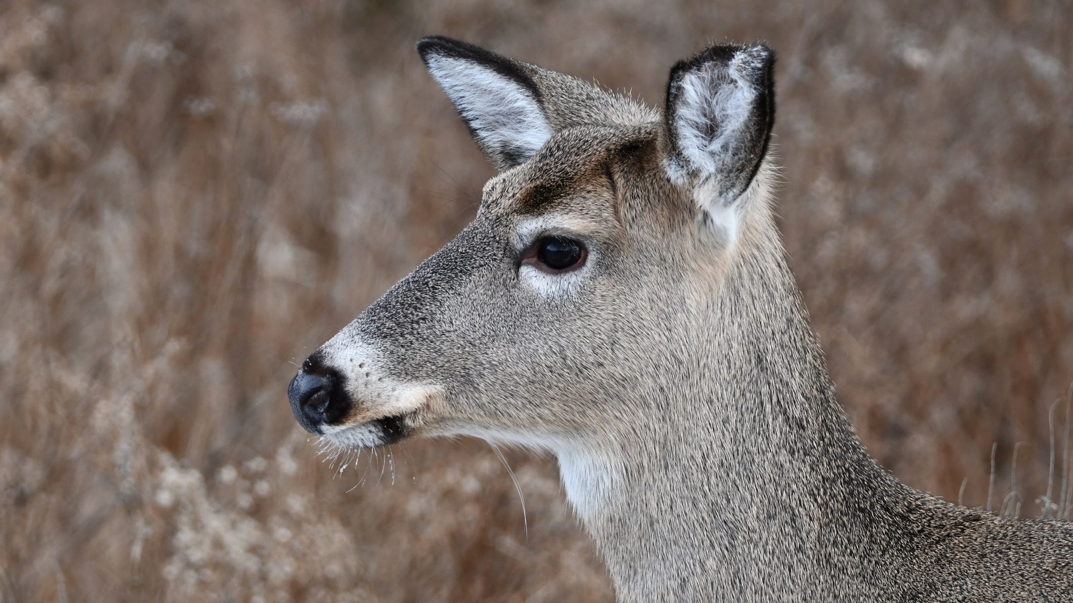 Massive COVID infection in deer could spread back to humans: study