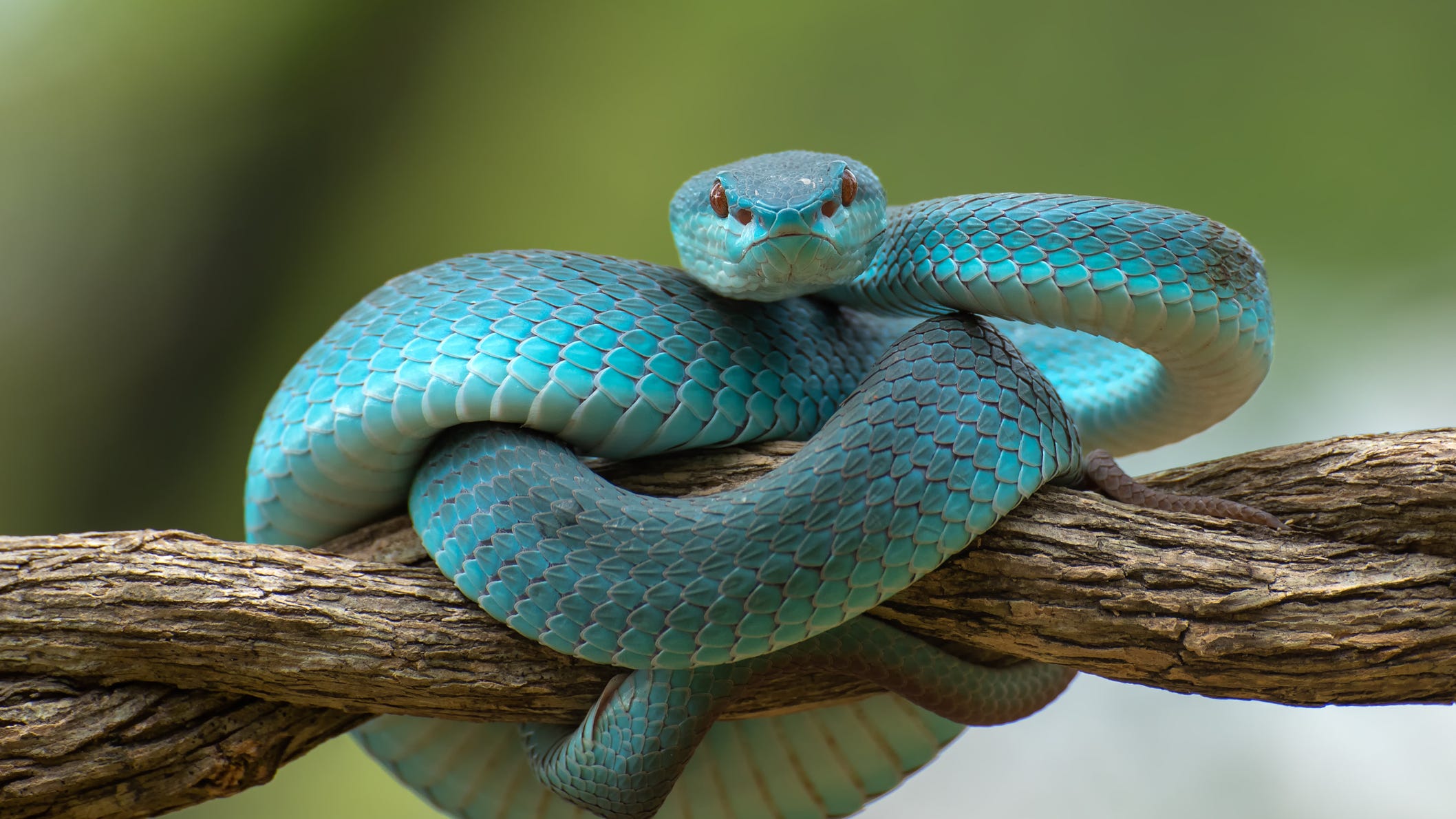 Man attempts to smuggle 52 reptiles in his clothes across California-Mexico border
