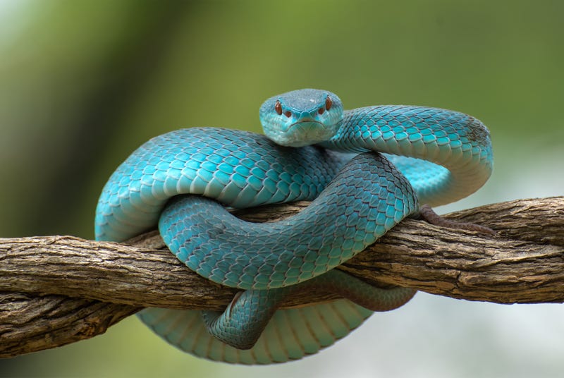 iStock/Getty Images
