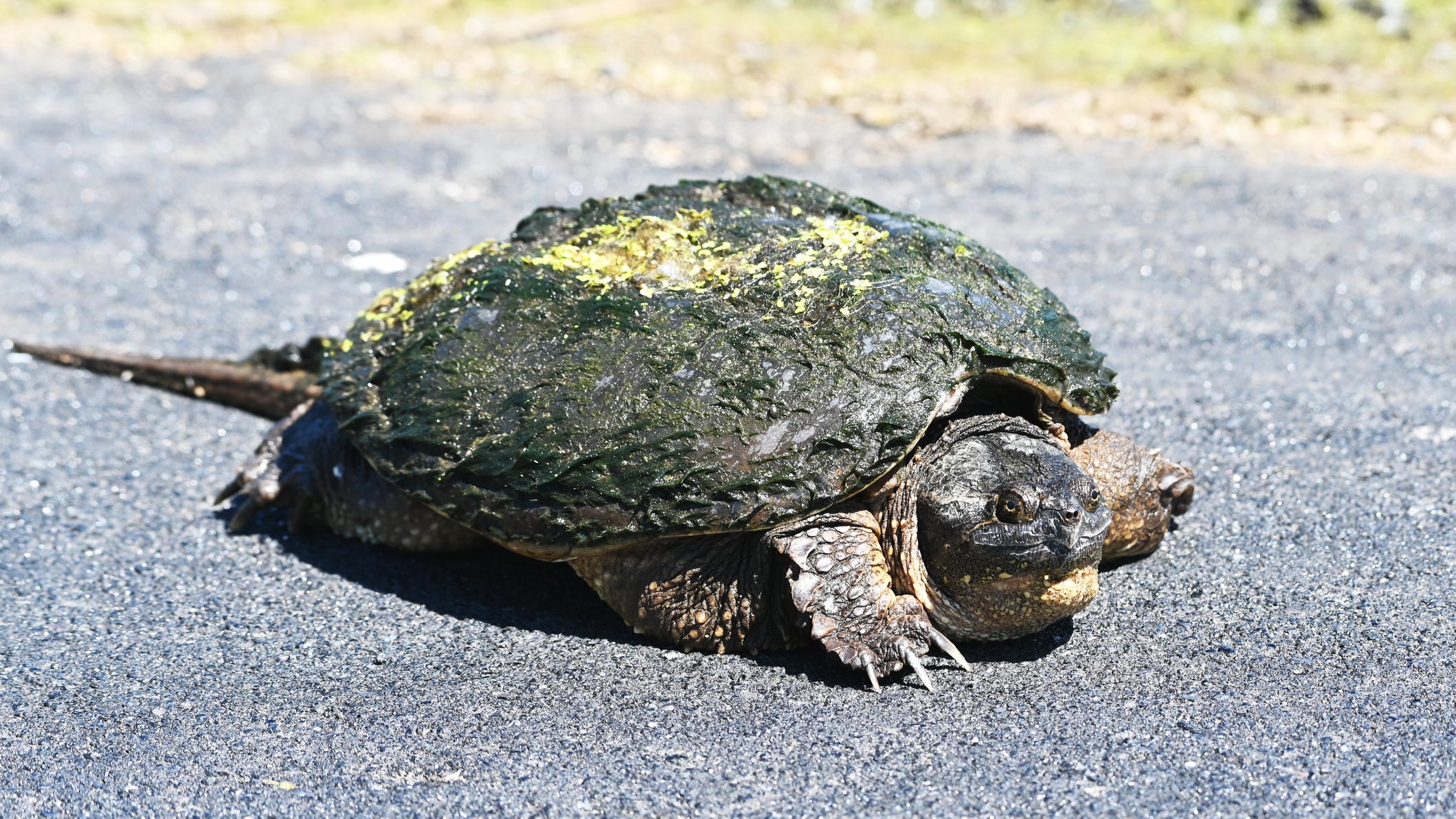 WATCH: Turtle on the road causes multi-vehicle crash