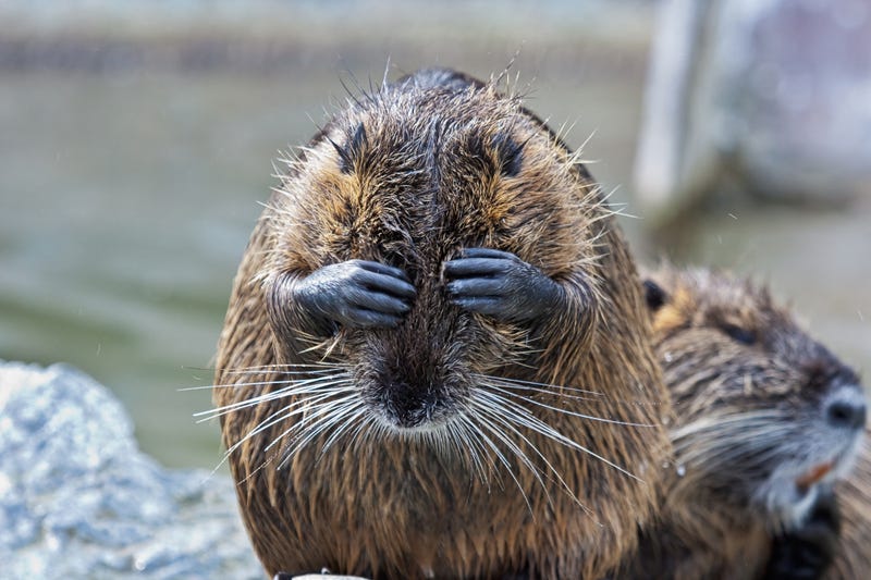 Beaver