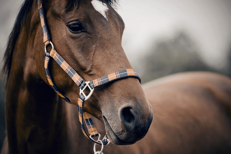 horse