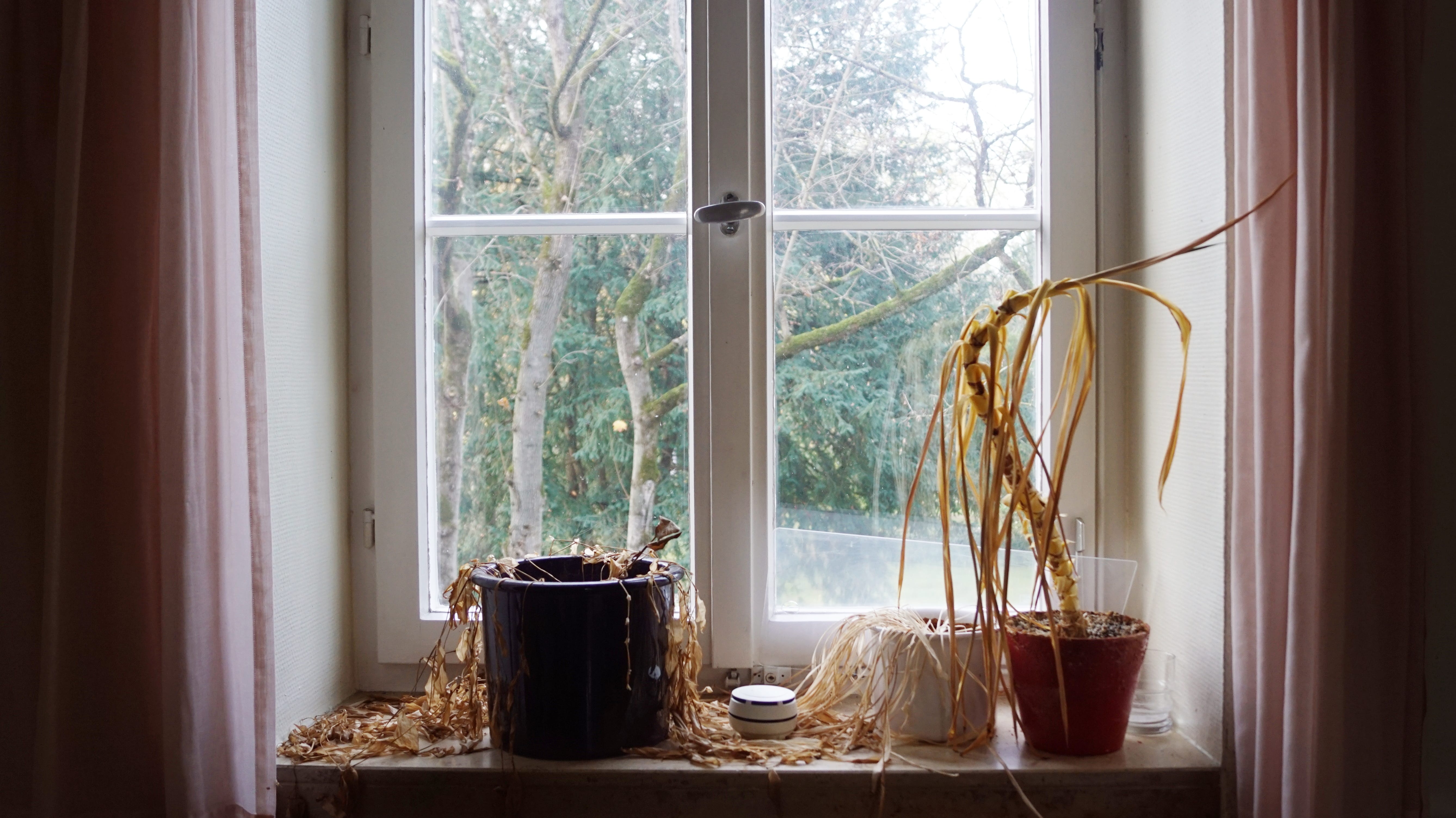 24% of Americans admit they can’t keep a houseplant alive for six months