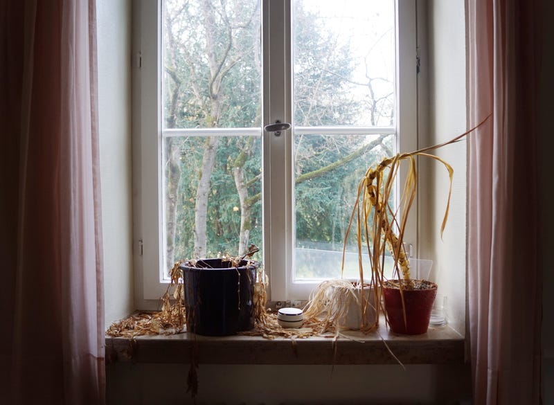 dead dried plants withered on old window sill in an abandoned house, casting forgotten