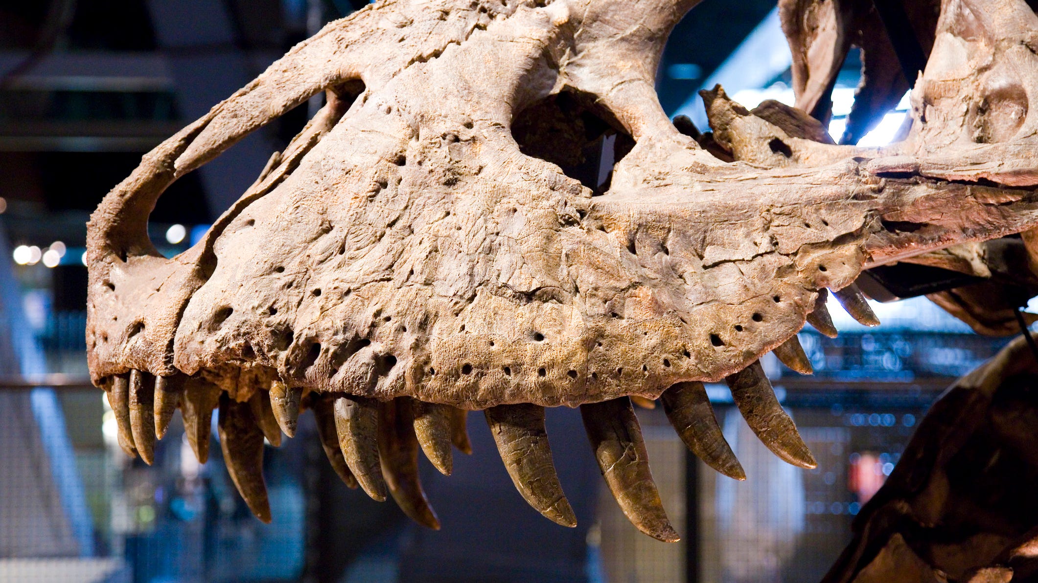 Tyrannosaurus rex skull expected to auction for $20 million
