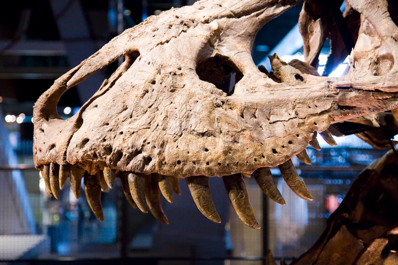Tyrannosaurus rex skeleton.