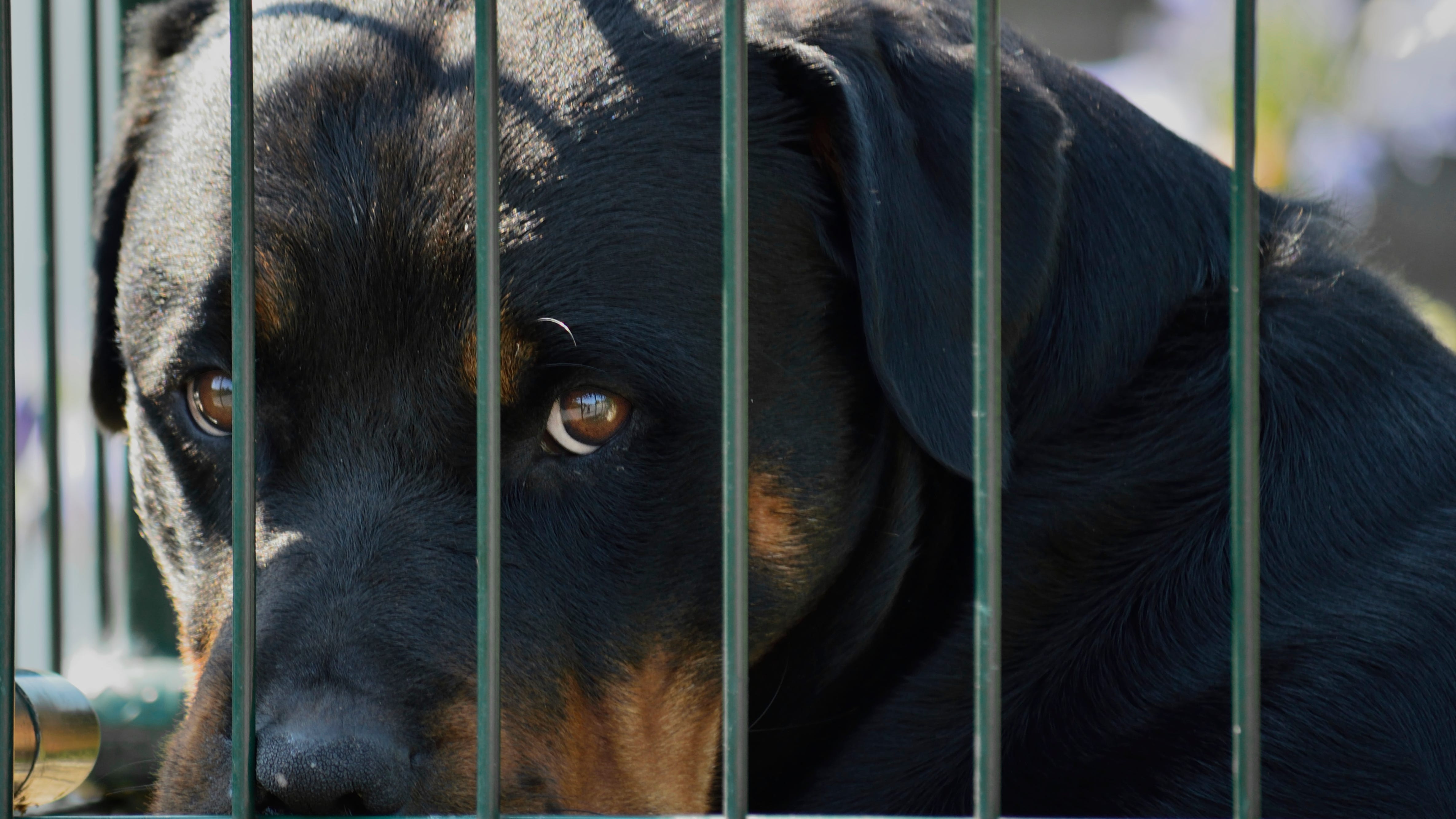 Dallas City Council passes 'Humane Pet Store' rule