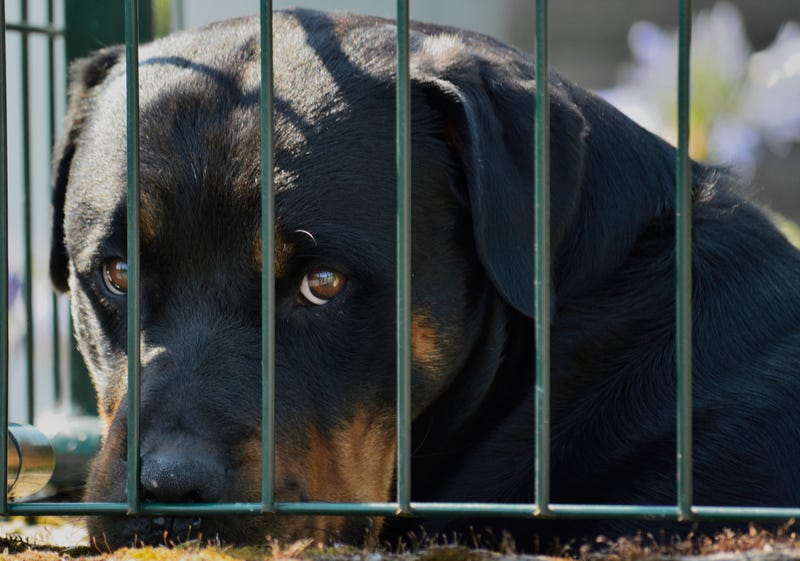 Rottweiler