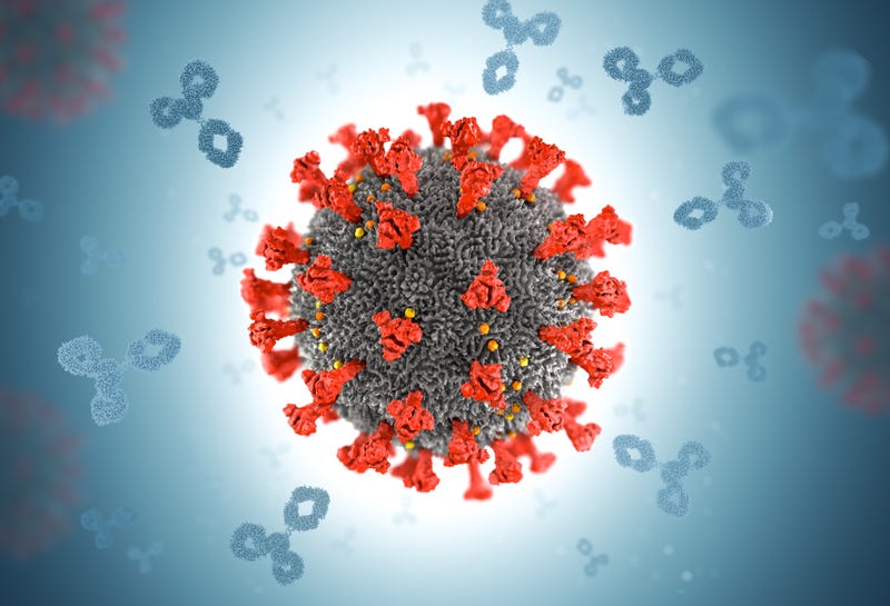 antibody proteins attack a coronavirus