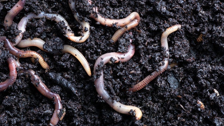 Scientists name newly discovered flatworm after COVID