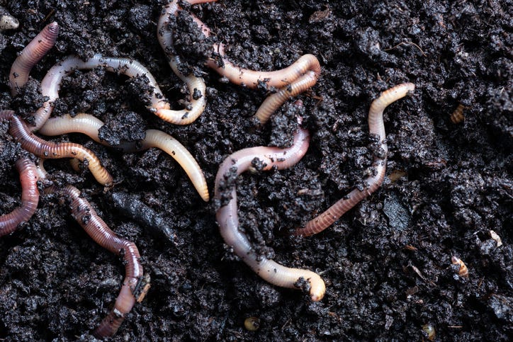Earthworms in dirt. 