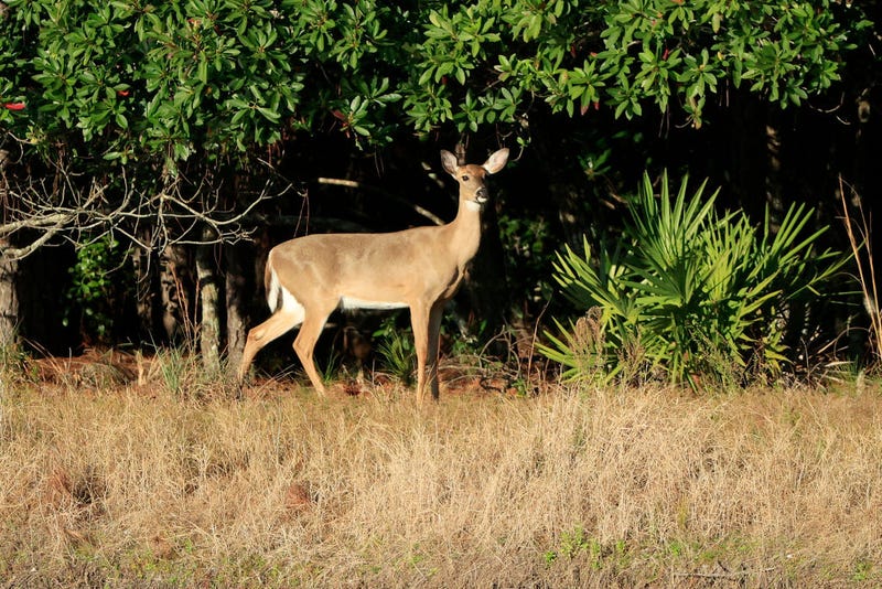 deer