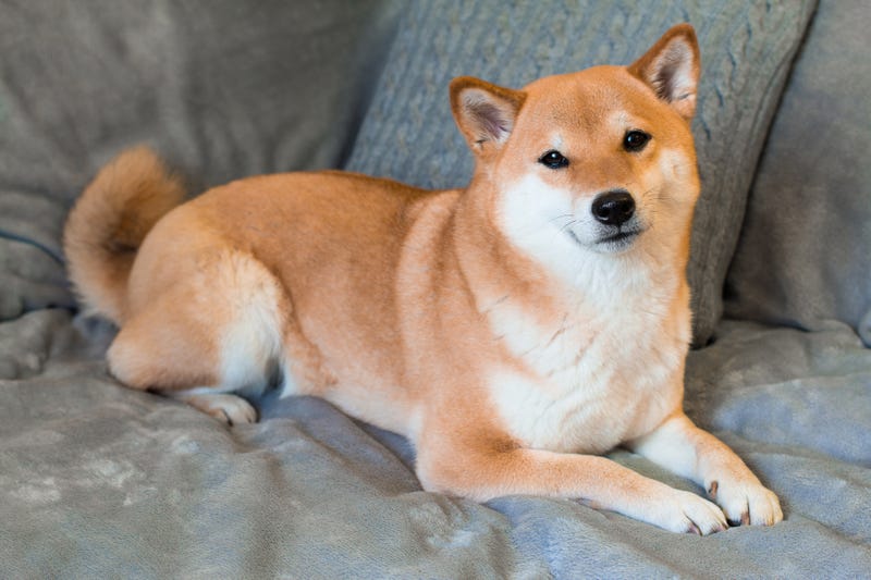dogs