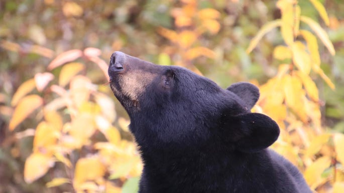 Dog killed in 2nd bear attack in NJ town this month