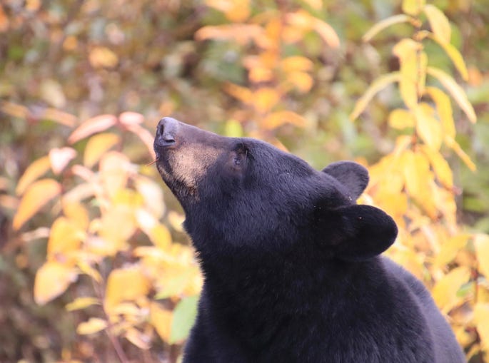 Black Bear