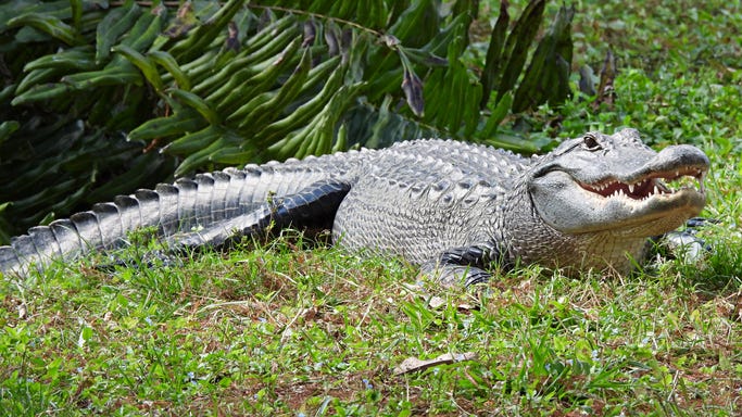 Florida family finds 11-foot alligator lounging in their pool