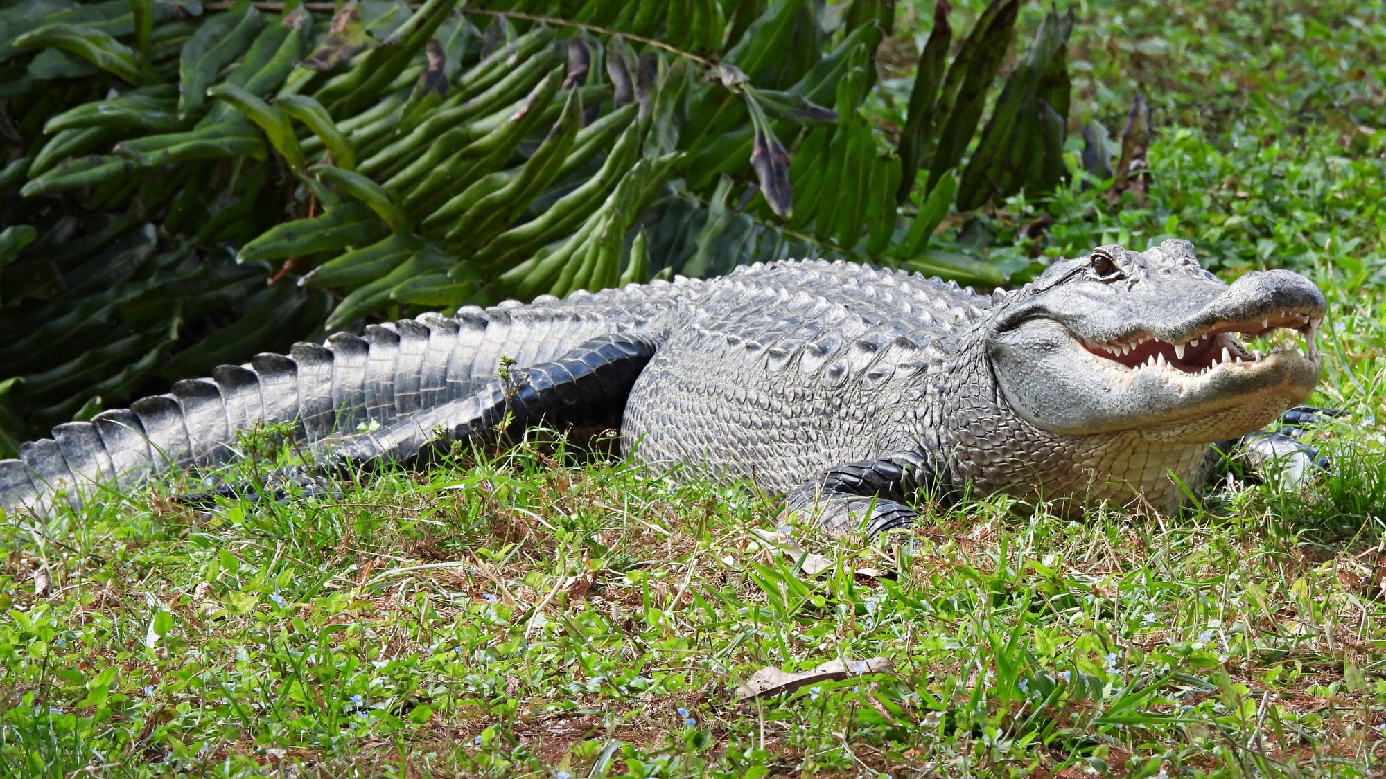 VIDEO: Philadelphia native captures alligator in recycling bin outside his Florida home