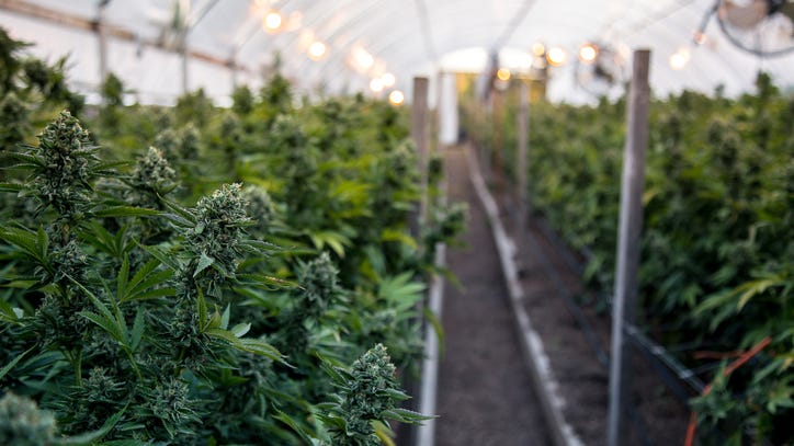 Study suggests that compounds in cannabis can prevent COVID-19 infections