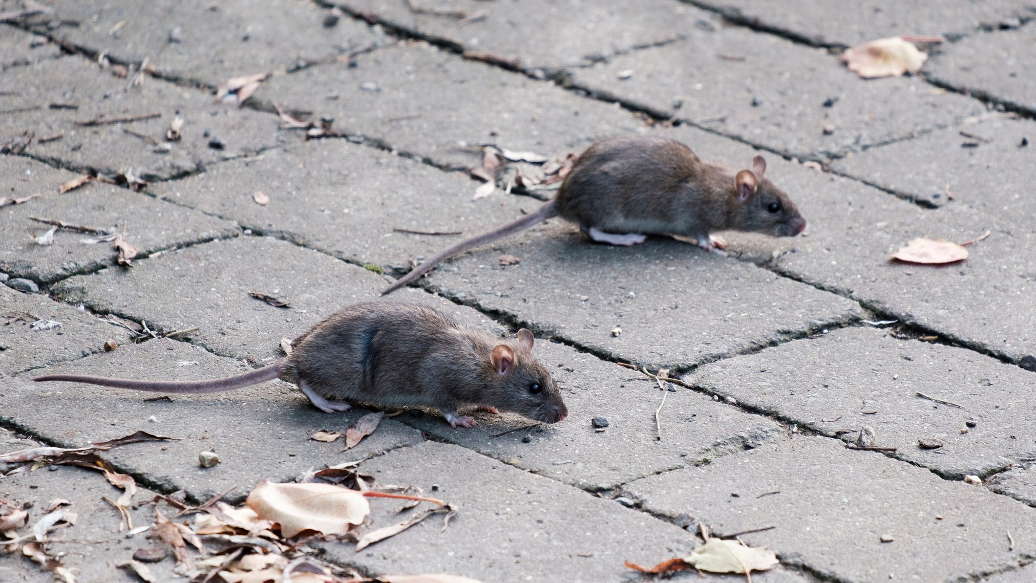 Rats, rats, rats! City Council trying to curb Philly's growing rodent population