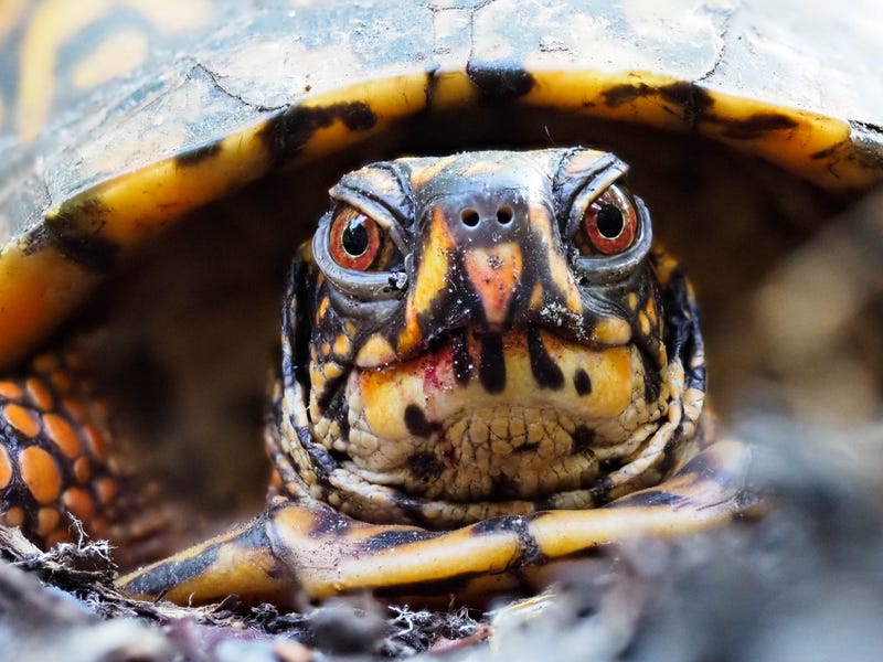 Eastern box turtle
