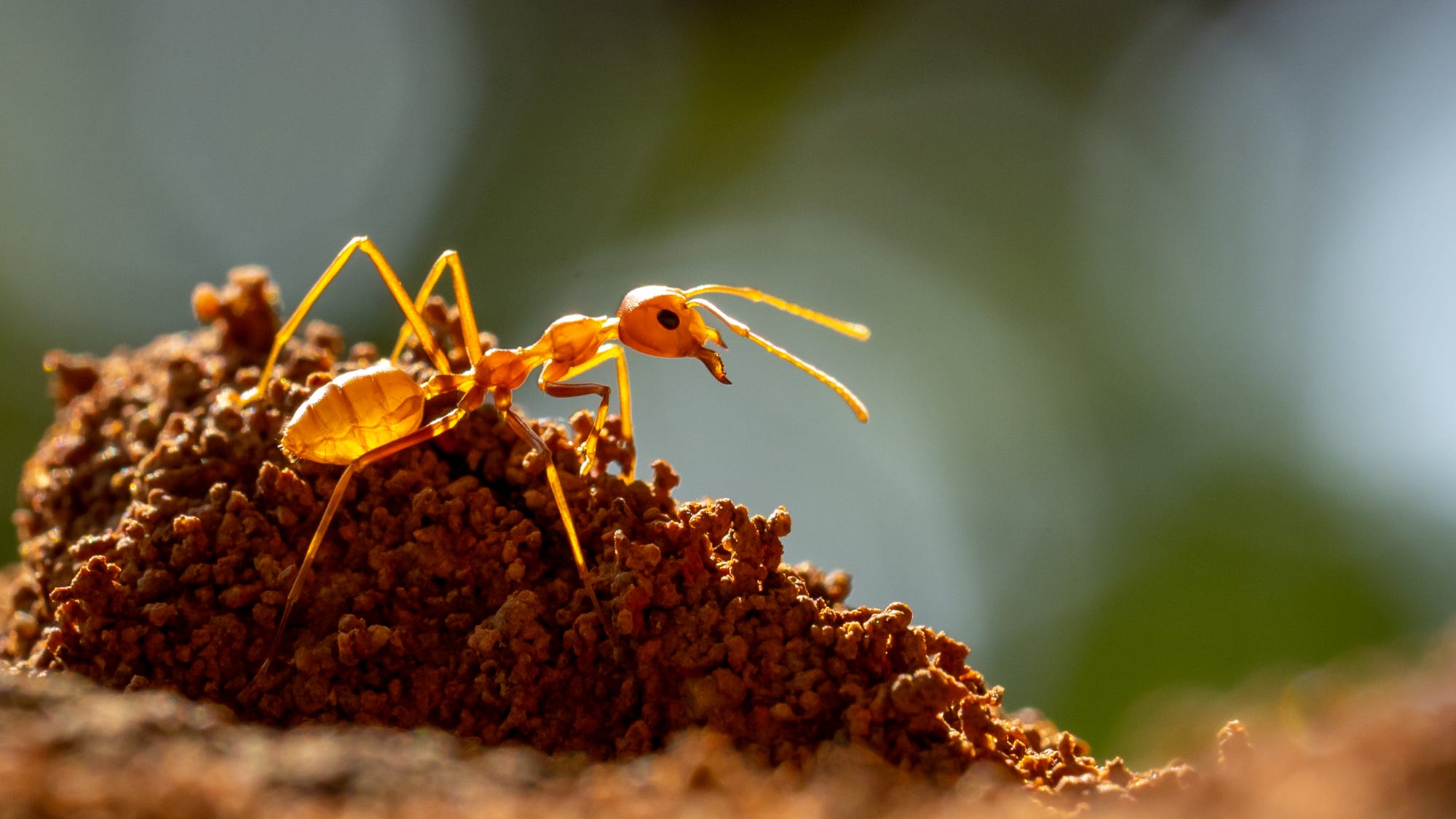 Revealed: Earth has 20 quadrillion ants
