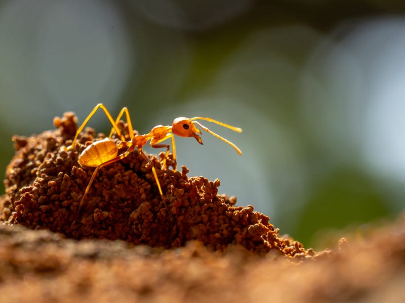 Ant on a mound of dirt. 