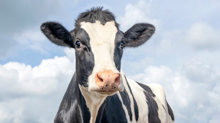 Cow charges at cop, tries to buck him into the air [VIDEO]