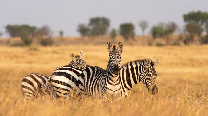 Owner of escaped zebras charged with animal cruelty after one was found dead in illegal trap